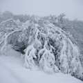 Branches couchées par le poids de la neige